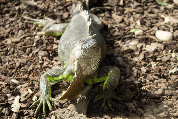 Iguana in park