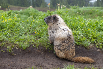beaver