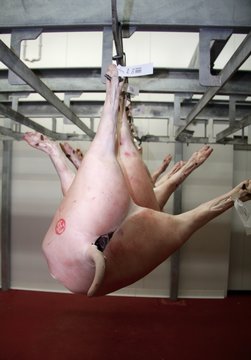 Pig carcasses hung up in an abbatoir