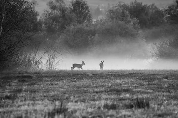 Black and white photograph of a deer on a field