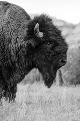 Fototapete Bison des Theodore-Roosevelt-Nationalparks © Chris