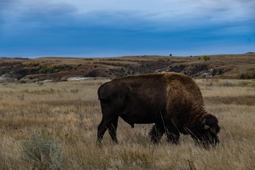 Bison of Theodore Roosevelt National Park