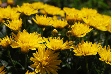 мелкие жёлтые хризантемы