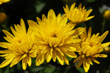 мелкие жёлтые хризантемы