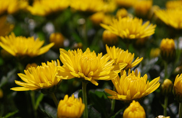 мелкие жёлтые хризантемы