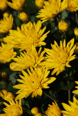мелкие жёлтые хризантемы