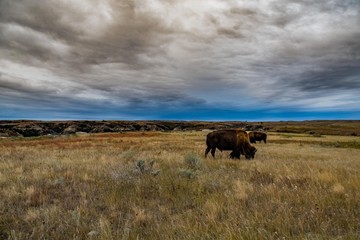 Fototapeta na wymiar Bison of Theodore Roosevelt National Park