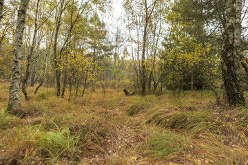 Dog playing in a muddy forest