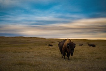 Bison of Theodore Roosevelt National Park
