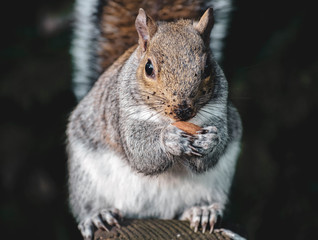 Grey Squirrel 