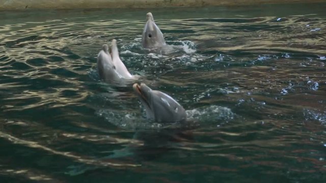 Dolphin show in dolphinarium