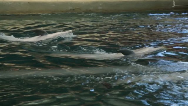 Dolphin show in dolphinarium