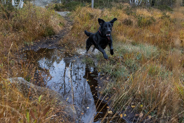 Dog playing in a muddy forest