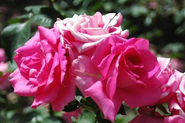 La Rosaleda de Madrid