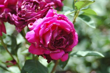 La Rosaleda de Madrid