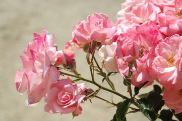 La Rosaleda de Madrid