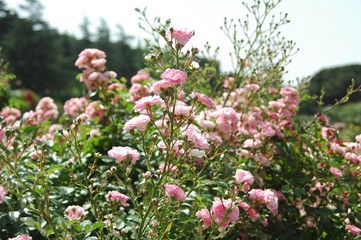 La Rosaleda de Madrid