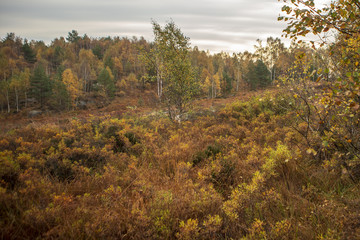 Fototapeta na wymiar Autumn in Sweden