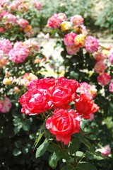 La Rosaleda de Madrid