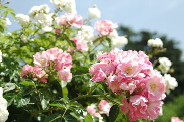 La Rosaleda de Madrid