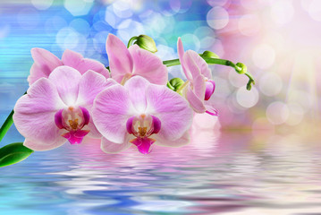Orchid flower close up