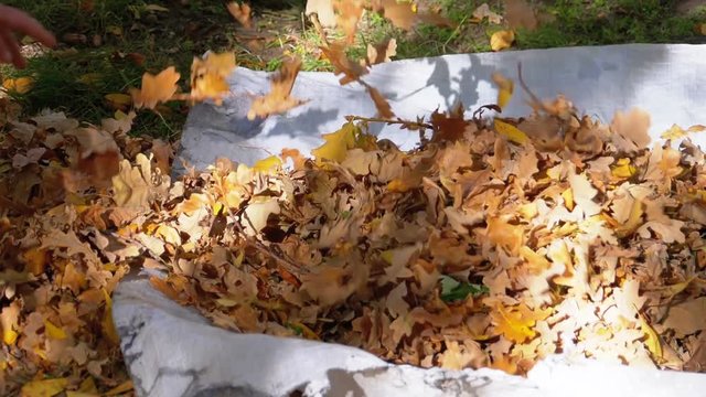 Worker Hands Collects Yellow Fallen Leaves in the Bag at the Autumn Park. Slow Motion in 180fps. A pile of leaves on green grass. Janitor Cleaning leaves on the street.