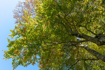 bunter herbstlicher Laubbaum