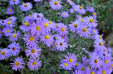 Obraz premium Many small purple flowers in early autumn.