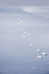 Tierspuren im Schnee