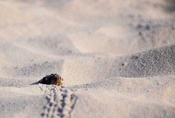 Hermit crab on sand