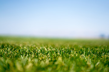 close up shot of the grass