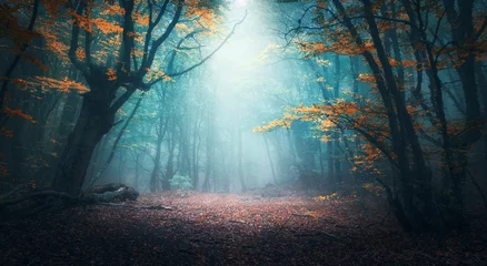 Wall murals Fantasy Landscape Beautiful mystical forest in blue fog in autumn. Colorful landscape with enchanted trees with orange and red leaves. Scenery with path in dreamy foggy forest. Fall colors in october. Nature background