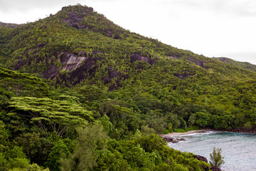 Seychelles natural forest