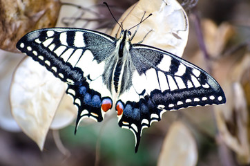 Swallowtail Butterfly