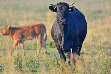 Brown Cow.