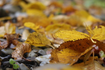 Feuilles 