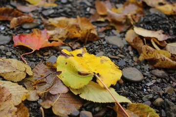 Feuilles 
