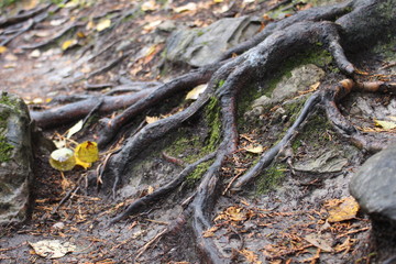 arbre 