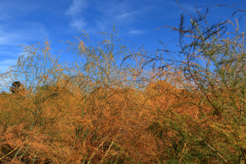 Spargelfeld im Herbst