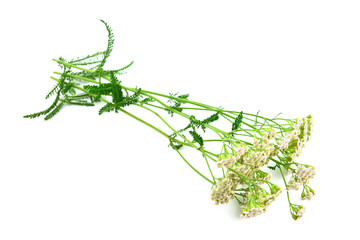 Isolated Yarrow (Achillea Millefolium) Medicinal Flower Plant.