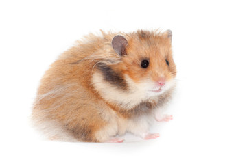 cute funny Syrian hamster. isolated, white background