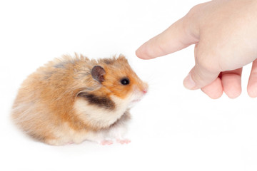 man shows his index finger on the Syrian hamster.