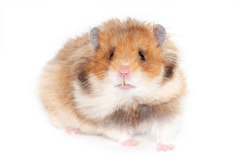 adult beautiful Syrian hamster goes forward.