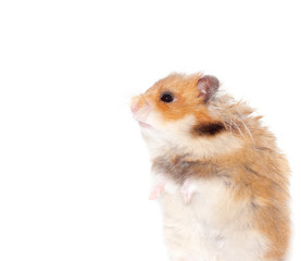 curious Syrian hamster sits on its hind legs.