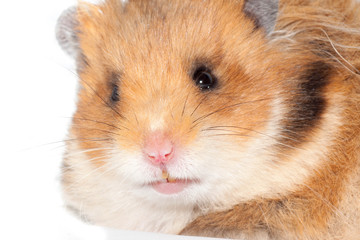 beautiful Syrian hamster very close up.