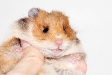 funny Syrian hamster sitting on the hand of a man and smiling.