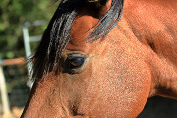 Auge und Kopf eines Rappen