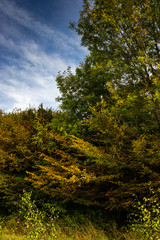 walk in Hatfield forest