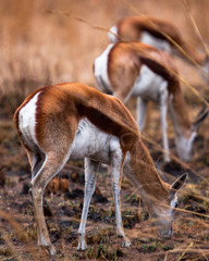 Springbok Grazing