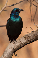 Cape Glossy Starling